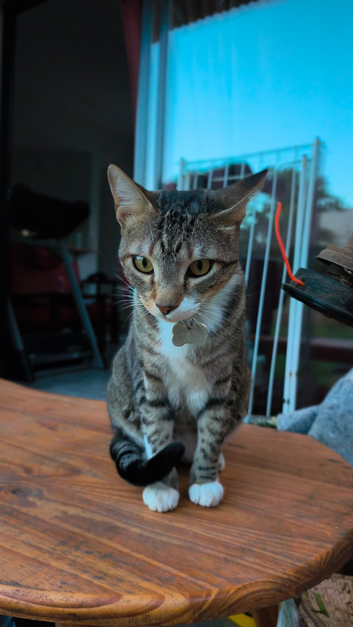 Milo